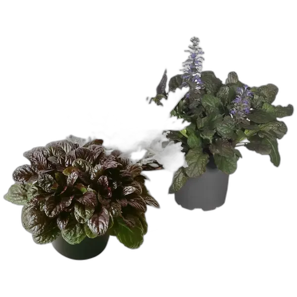 Image du produit GARDENLINE Fleurs d’automne