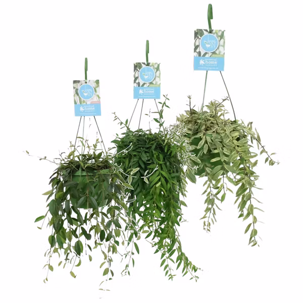 Image du produit GARDENLINE Plantes vertes dans un pot suspendu