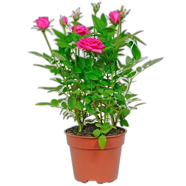 Image du produit GARDENLINE Rosier en pot