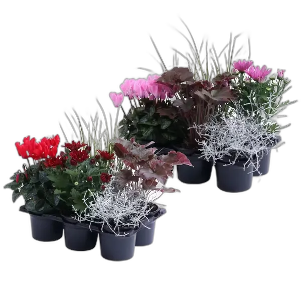 Image du produit GARDENLINE Automne multicolore