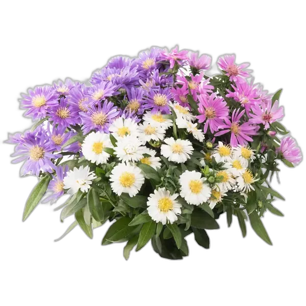 Immagine del prodotto GARDENLINE Aster-Trio