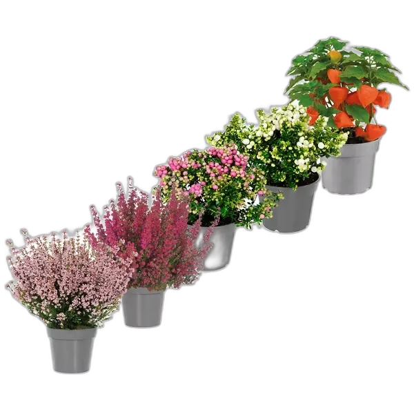 Image du produit GARDENLINE Plante d’automne