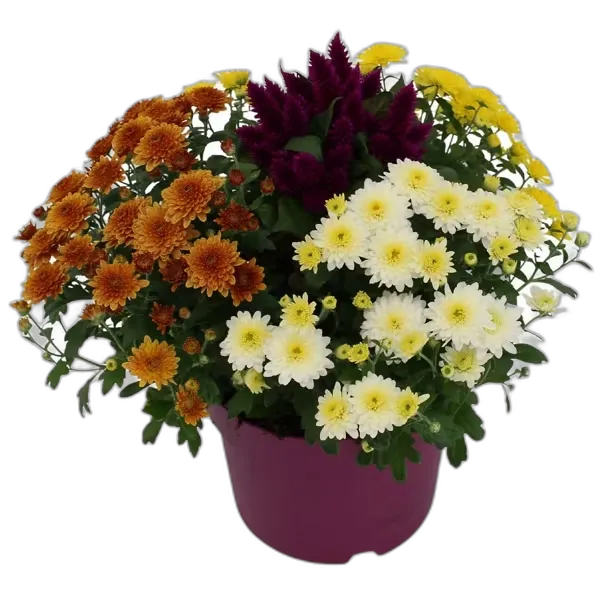 Image du produit GARDENLINE Magie d’automne