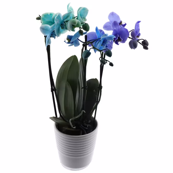 Image du produit GARDENLINE Orchidée Rainbow