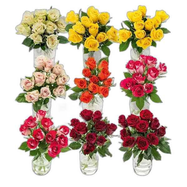Image du produit Roses fairtrade