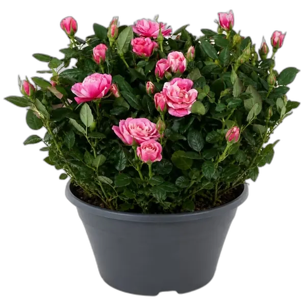 Immagine del prodotto GARDENLINE Rose speciali