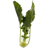 Produktbild zu Kohlraben 1 Stück