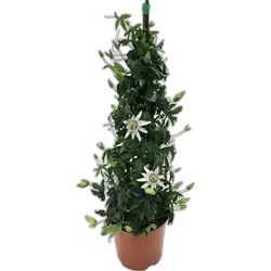 Produktbild zu Passiflora Pyramide P17 cm
