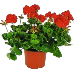 Immagine del prodotto Géranium rouge P23 cm