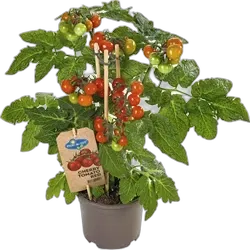Image du produit Tomates cherry P14 cm