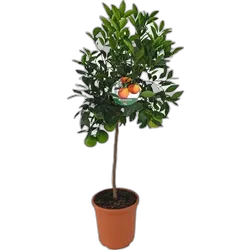 Image du produit Citrus tronc P24 cm
