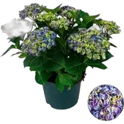 Produktbild zu Hydrangea Curly Wurly P23 cm