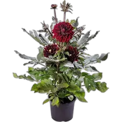 Image du produit Dahlias XL P23 cm