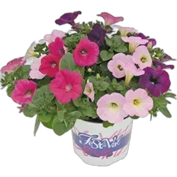 Immagine del prodotto Fleurs d'été Trio P12 cm