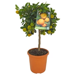 Immagine del prodotto Citrus mini tige P20 cm
