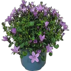 Image du produit Campanula ambella pink P12 cm