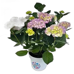 Image du produit Hydrangea Diva Fiore P23 cm