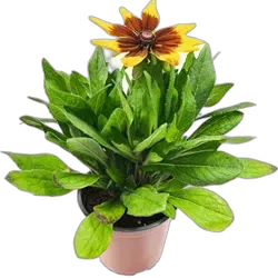Image du produit Rudbeckia Smiley Z P19 cm