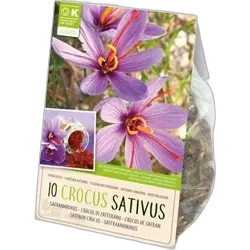 Produktbild zu Safran Krokus