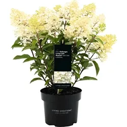 Image du produit Hydrangea Paniculata P23 cm
