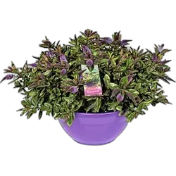 Image du produit Hebe Addenda Mix P30 cm