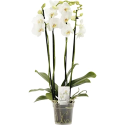 Image du produit Phalaenopsis 4 tiges P12 cm
