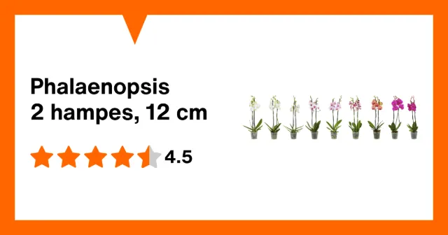 Image du produit Phalaenopsis 2 hampes, 12 cm