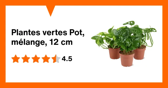Image du produit Plantes vertes Pot, mélange, 12 cm