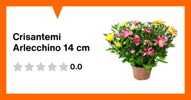Image du produit Crisantemi Arlecchino 14 cm