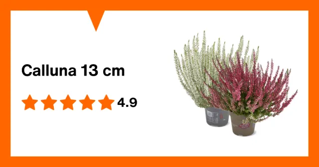 Image du produit Calluna 13 cm