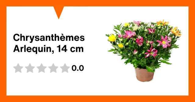 Produktbild zu Chrysanthèmes Arlequin, 14 cm