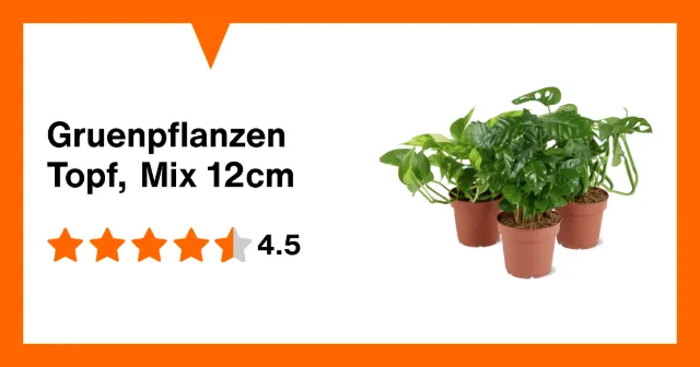 Image du produit Gruenpflanzen Topf, Mix 12cm